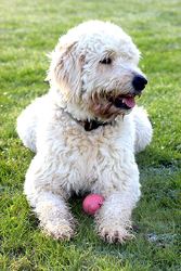 Adorable Black Labradoodle Puppy Available in Chicago