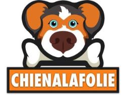 Shop Dog Training Harnesses : Enhance Your Pet's Behavior