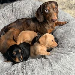 Healthy Dachshund Puppies Available NOW