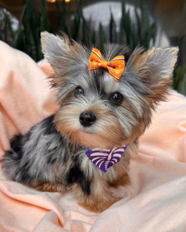 Sweet and Beautiful males Yorkies puppies available