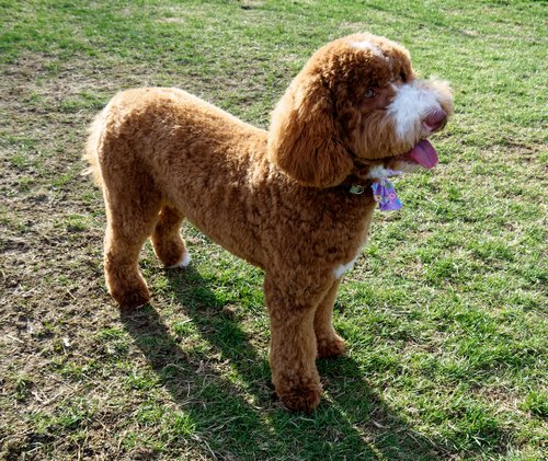 Health-Tested Labradoodles