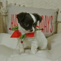 Buy Tiny Chihuahua Puppies in USA from Loving Breeders