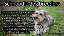 Schnoodle Dog Breeders| Dominoschnoodles