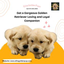 Get a Gorgeous Golden Retriever Loving and Loyal Companion