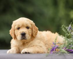 Buy a Golden Retriever Dog from Elite Golden Pups