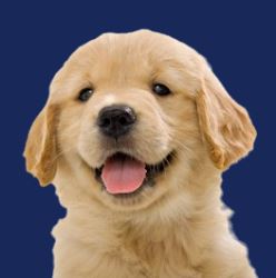 Cool Golden Retriever Puppies Available at Elite Golden Pups