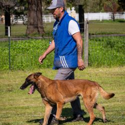 Trained K9 Protection Dogs For Sale