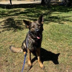 Trained K9 Protection Dogs For Sale