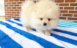 Trusted Pomeranian Breeder Offering Adorable Puppies in Geor