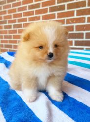Trusted Pomeranian Breeder Offering Adorable Puppies in Geor