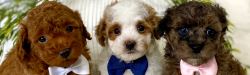 Cavapoo Puppies for Sale: Find Your Perfect Companion