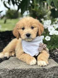 Golden Doodles for Sale in Indiana – Family Affair Puppies
