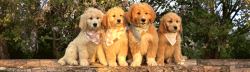 Adorable Goldendoodle Puppies for Sale in Indiana