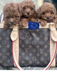 Luxury European Toy Poodles, Teacup Poodles, and Pomeranians