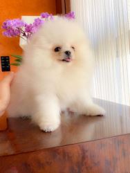 Luxury European Toy Poodles, Teacup Poodles, and Pomeranians