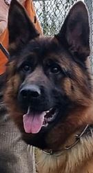 Trained German Shepherds for Sale in Texas | Fleischer Heim