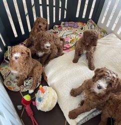 ADORABLE GOLDEN DOODLE PUPPIES 