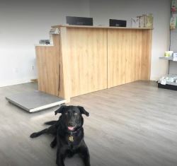Trusted Ophthalmology for Pets in Spruce Grove