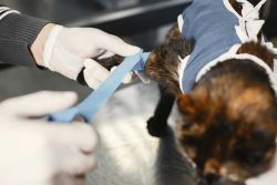 Pets Orthopedic Surgery in Sherwood Park – Expert Care