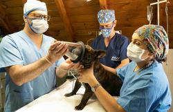 Endoscopy for Pets in Sherwood Park – Gentle & Precise