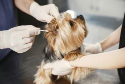 Trusted Edmonton Vet Care – Gateway Vet Centre