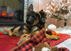 German Shepherd Puppies for Sale