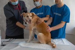 24/7 Emergency Vet Edmonton – Groat Veterinary Centre
