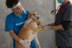 Emergency Vet Edmonton – 24/7 Urgent Pet Care