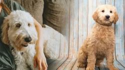 Premier Labradoodle Breeders in Texas