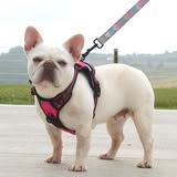 Ohio French Bulldogs Friendly, Loving, and Ready for a New H
