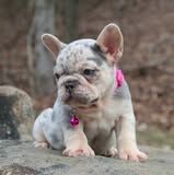 Sweet & Loving Companion: Adorable Female Fluffy Frenchie fo