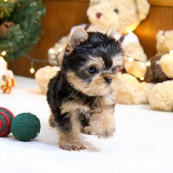 Teacup Maltese and Yorkie Puppies