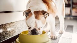 Is Goat Milk a Healthy Addition to Your Dog’s Diet?