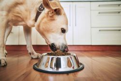 Is Your Pet Getting the Right Balance of Nutrients Every Day