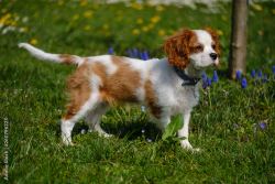 King Cavalier Spaniel Puppy