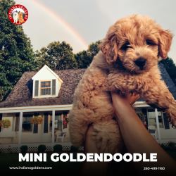 Mini Goldendoodle Puppies – Indiana Goldens
