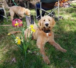Labradoodle Puppies Available In BC