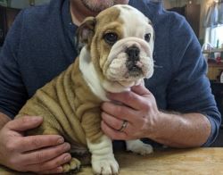 Home trained English bulldog pups for a new home.