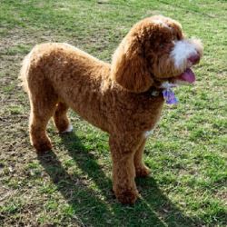 Boston Labradoodle Breeder Providing Healthy, Family-Raised 