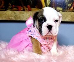 English Bulldog Female For Adoption