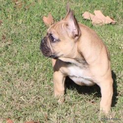 French Bulldog