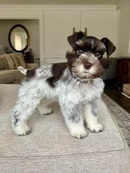 schnauzer breeds, miniature schnauzer TEL:+1(209)7320412