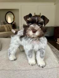 schnauzer breeds, miniature schnauzer TEL:+1(209)7320412