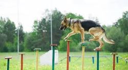 Certified Dog Trainer Course at K9 School Online