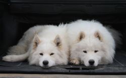 Adorable and Loving Samoyed Mix Pups