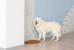 The Beauty and Behavior of Fully Grown Samoyed Adults