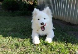Friendly Samoyed dog Brings Joy To Your Home Today