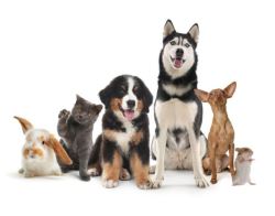 Pet Shops in Lucknow Gomti Nagar: Home Dogs List