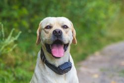 Pet Shops in Lucknow Gomti Nagar: Home Dogs List