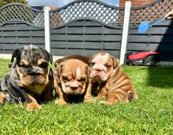 Outstanding English bulldog puppies